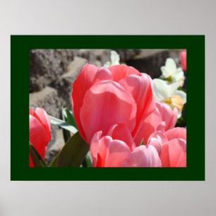 Impresiones artísticas de flores de tulipán rosa J