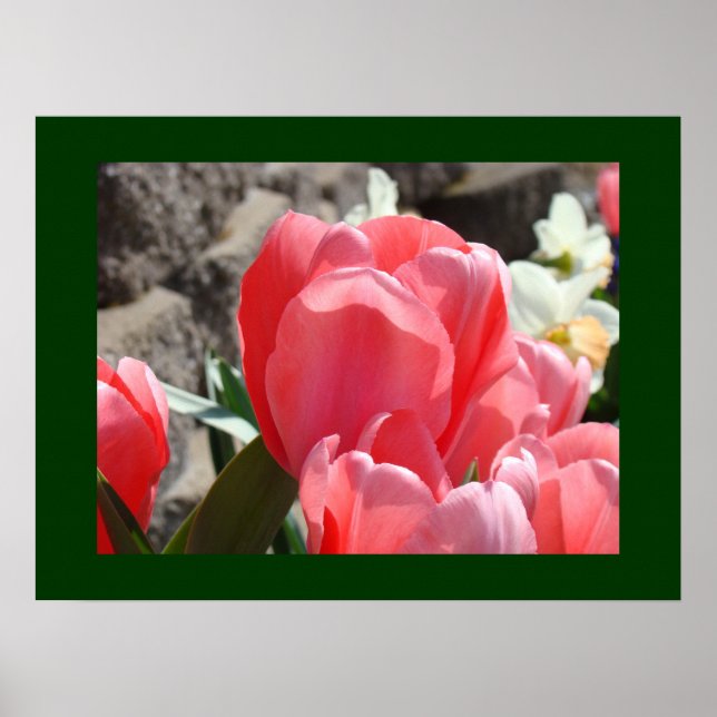 Impresiones artísticas de flores de tulipán rosa J (Frente)
