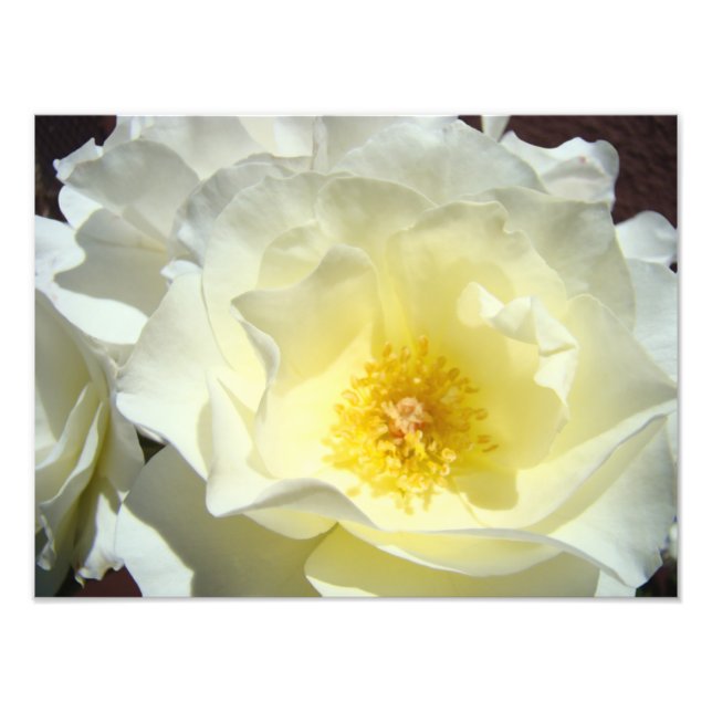 Impresiones artísticas de fotografía de flores de  (Frente)