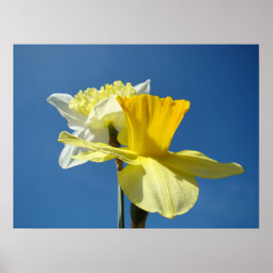 Impresiones artísticas de narcisos primaverales Bl