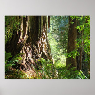 Impresiones artísticas del bosque de árboles de se