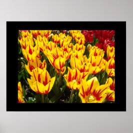 Impresiones artísticas del Festival de Tulipanes A