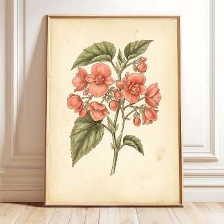Impresiones Botánicas de Begonia - Arte en Lienzo