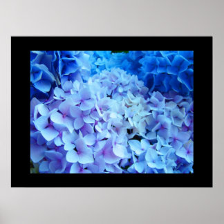 Impresiones de arte de BLUE Hydrangea Garden Flowe