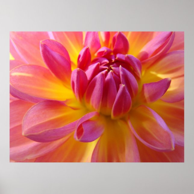 Impresiones de arte de flores de dalia rosa púrpur (Frente)