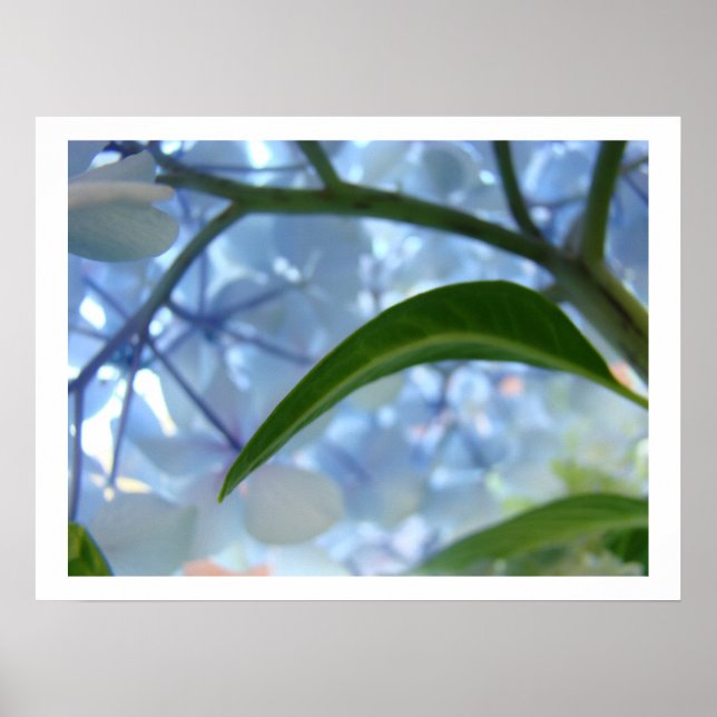 Impresiones de arte de flores de Hortensia Azul Fl (Frente)