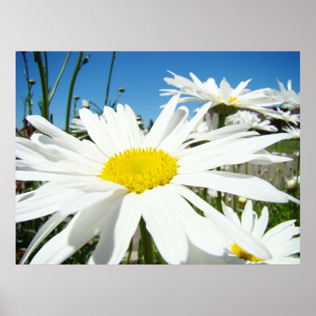 Impresiones de arte de flores de margarita Margari (Frente)