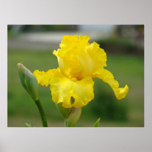 Impresiones de Arte de Flores Iris Amarillas Iris