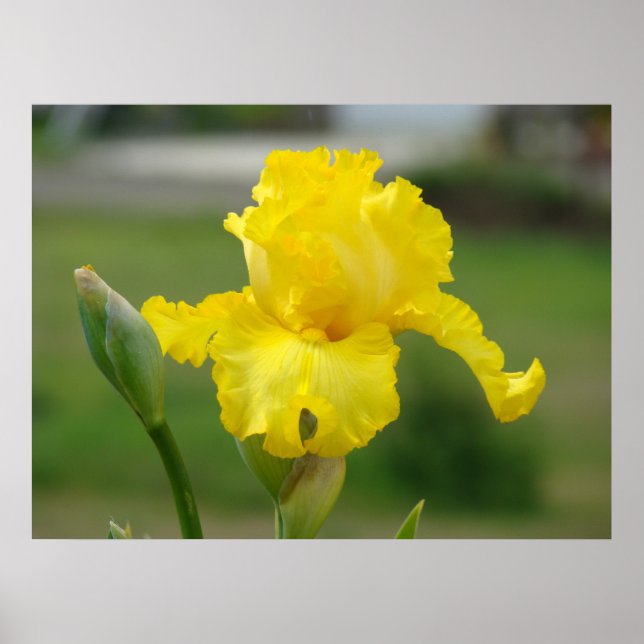 Impresiones de Arte de Flores Iris Amarillas Iris (Frente)