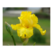 Impresiones de Arte de Flores Iris Amarillas Iris