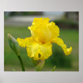 Impresiones de Arte de Flores Iris Amarillas Iris