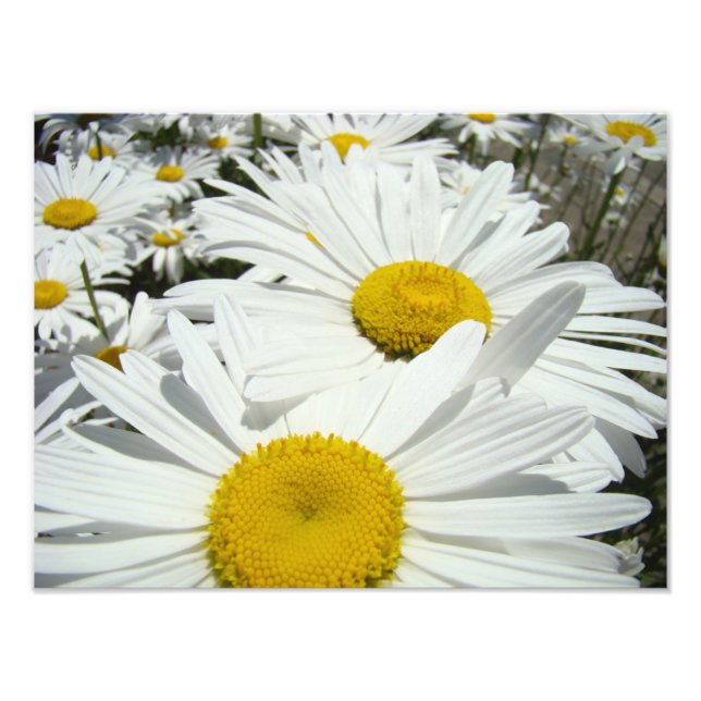 Impresiones de arte de fotografía de flores de mar (Frente)