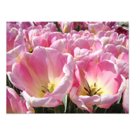 Impresiones de arte de fotografía floral Tulipanes
