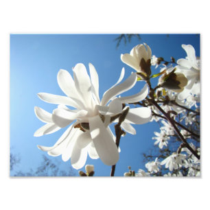 Impresiones de arte de fotografía Flores de Magnol