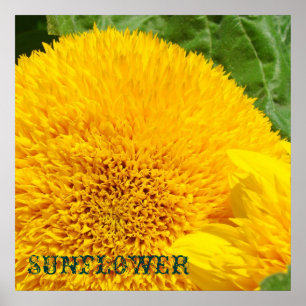 Impresiones de arte de girasoles decorativas flore