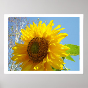 Impresiones de arte de girasoles Floral Amarillo B
