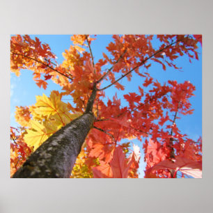 Impresiones de arte de Hojas de Otoño Árbol de Oto