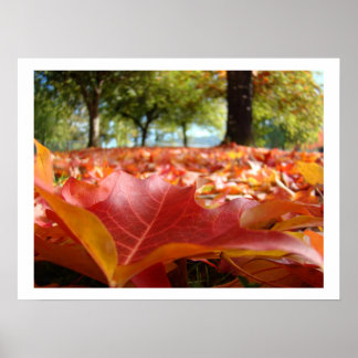 Impresiones de arte de hojas de otoño Árboles de o