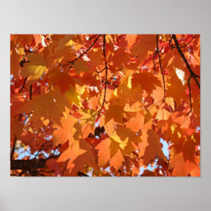 Impresiones de arte de Hojas de Otoño Hojas de árb