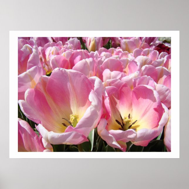 Impresiones de arte de jardín de flores de tulipán (Frente)