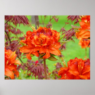 Impresiones de arte de oficina Jardín de Rhododend