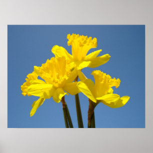 Impresiones de arte de póster de flores de narciso