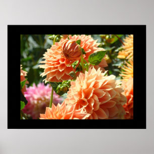 Impresiones de arte decorativo Flores de Dalia Nar