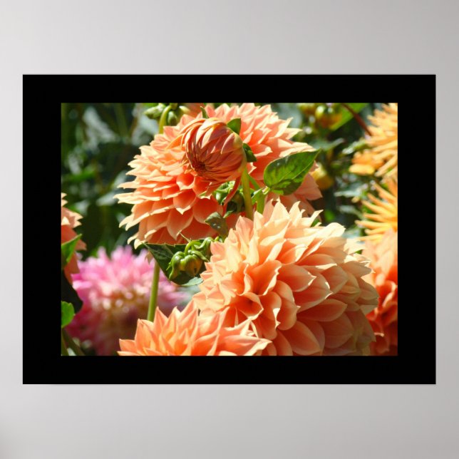Impresiones de arte decorativo Flores de Dalia Nar (Frente)