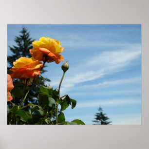 Impresiones de arte fino de cielo azul Rosas naran