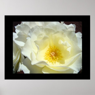 Impresiones de arte fino de flor de rosa blanca am