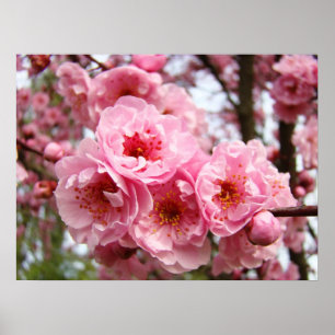 Impresiones de arte fino de flores de árbol rosada