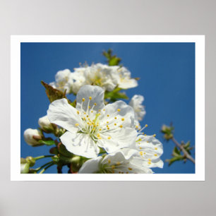 Impresiones de arte fino de flores de cerezo Cielo