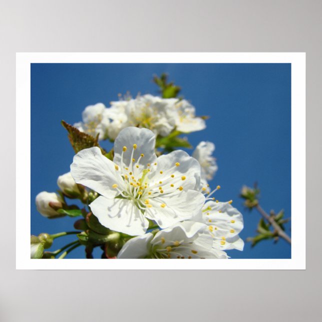 Impresiones de arte fino de flores de cerezo Cielo (Frente)