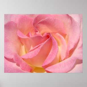 Impresiones de arte fino de flores de rosa en espi