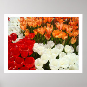 Impresiones de arte fino de flores de tulipán Foto