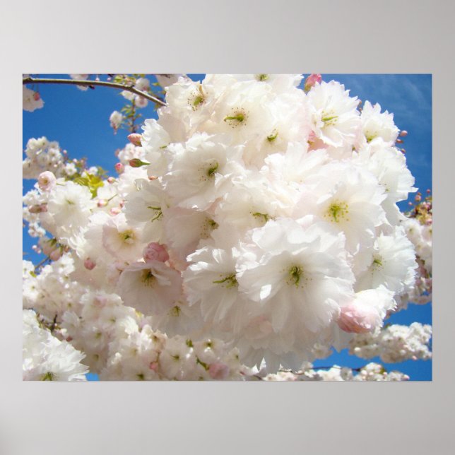 Impresiones de arte fino de flores rosadas de árbo (Frente)