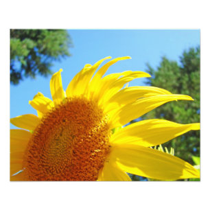 Impresiones de arte fino de fotografía de girasole