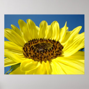 Impresiones de arte fino de girasol amarillo flora