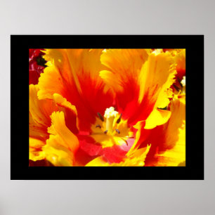 Impresiones de Arte Fino de Naturaleza Floral Tuli