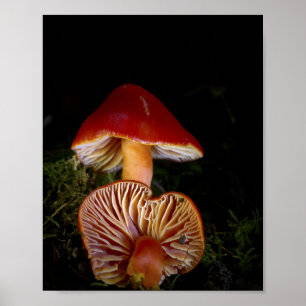 Impresiones de arte fino de Scarlet Waxcap