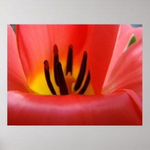 Impresiones de arte fino Flores de tulipán rojo Fl