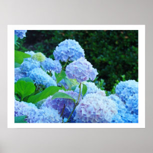 Impresiones de Arte Flor Hortensia Azul Decorativa
