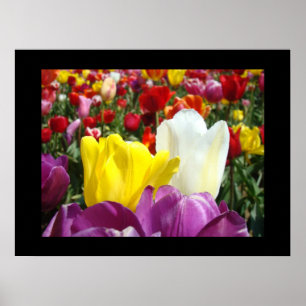 Impresiones de arte floral Colorful Tulip Flowers