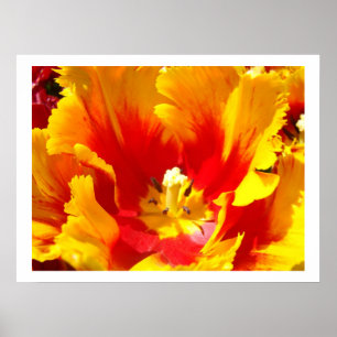 Impresiones de Arte Floral Flor de Tulipán Rojo Am