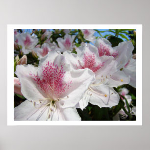 Impresiones de arte floral Flores de Azalea Blanca