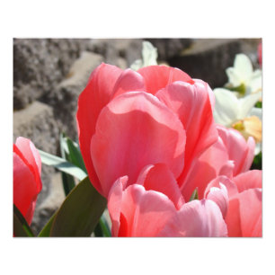 Impresiones de Arte Floral Fotografía Flores de Tu