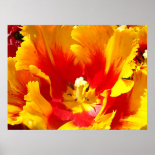 Impresiones de Arte Florales de Tulipán Amarillo R