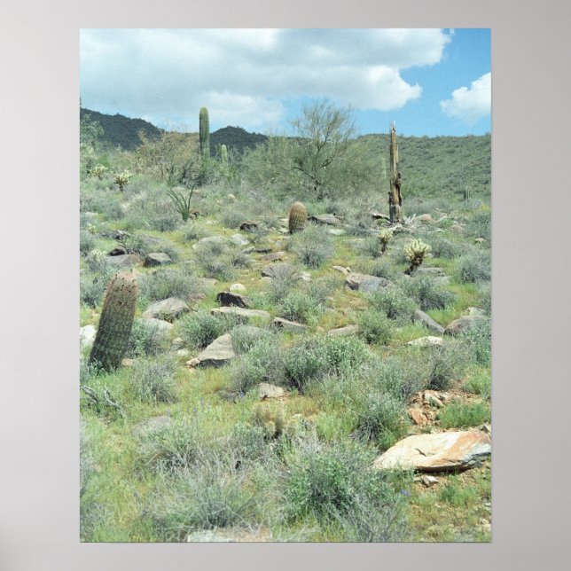 Impresiones de arte Poster del desierto de Sonoran (Frente)