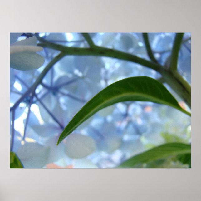 Impresiones de flores de hortensia azul de arte fl (Frente)