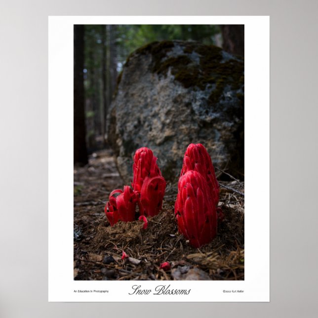 Impresiones de flores de nieve (Frente)